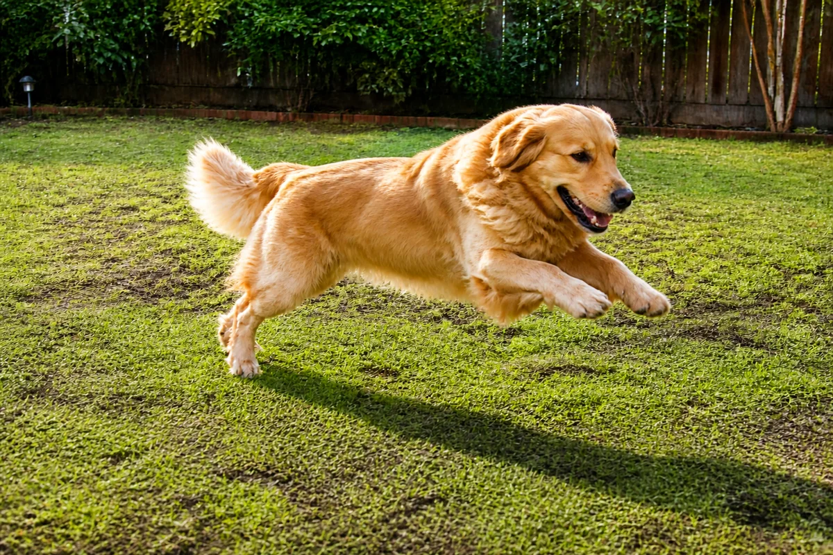 Edit Pet Photos with AI — after editing