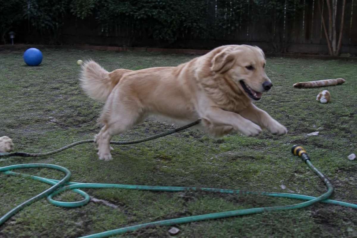 Edit Pet Photos with AI — before editing